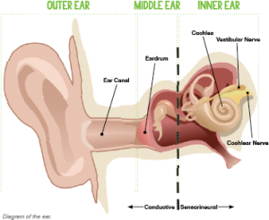 Diagram of the ear.